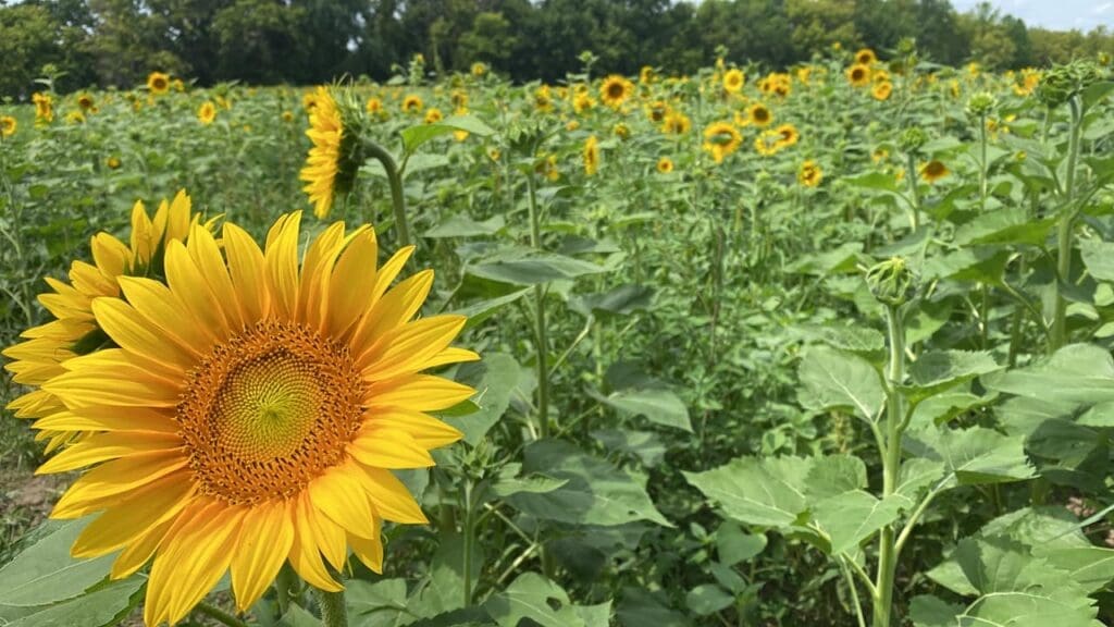sunflower fields
