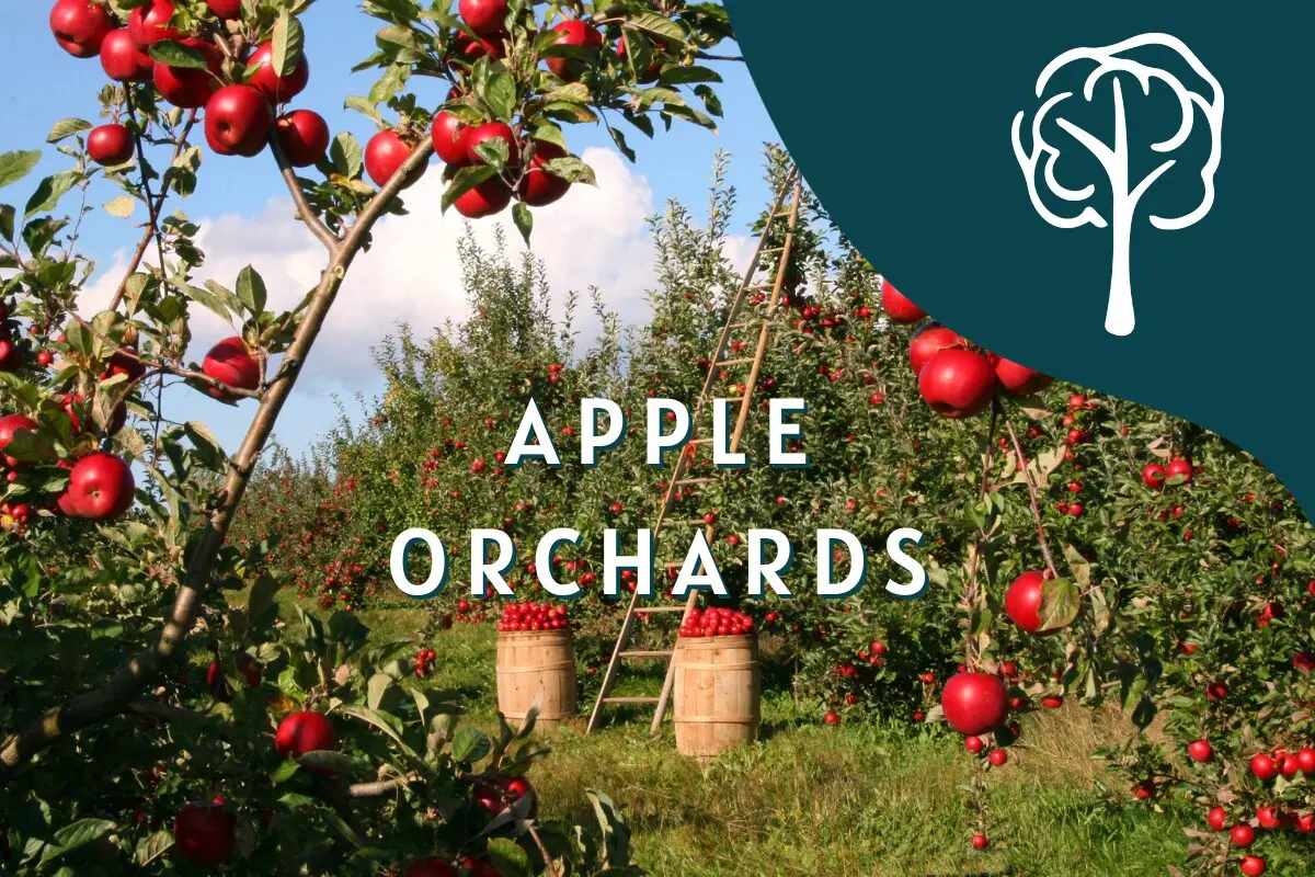 Apple Orchards fall events