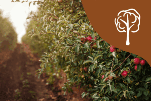 apple orchards