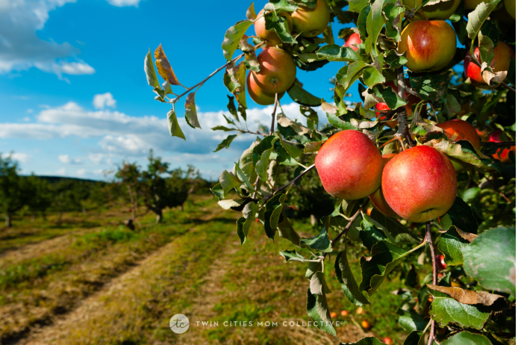 apple orchards