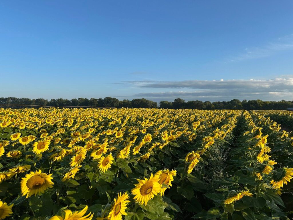 sunflower fields