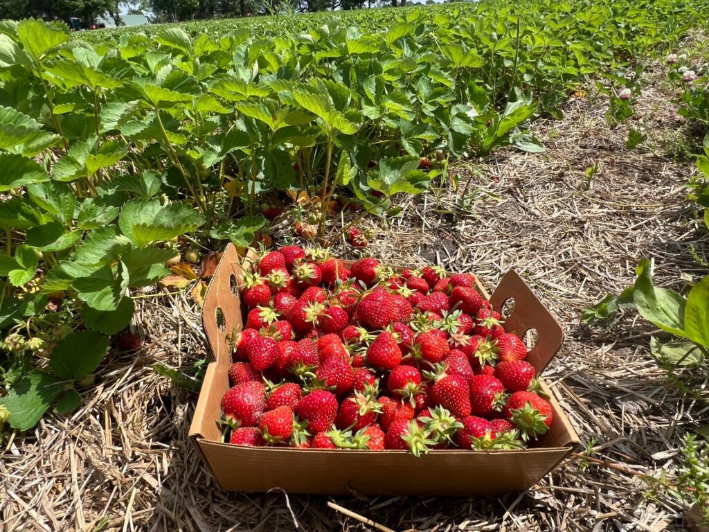 berry picking