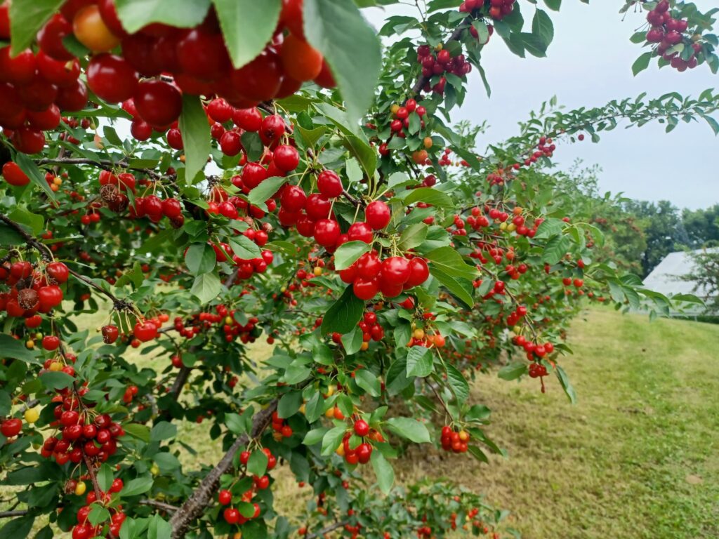 berry picking