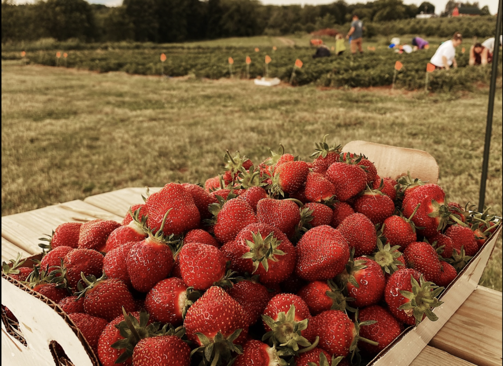 berry picking