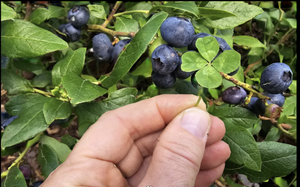 berry picking