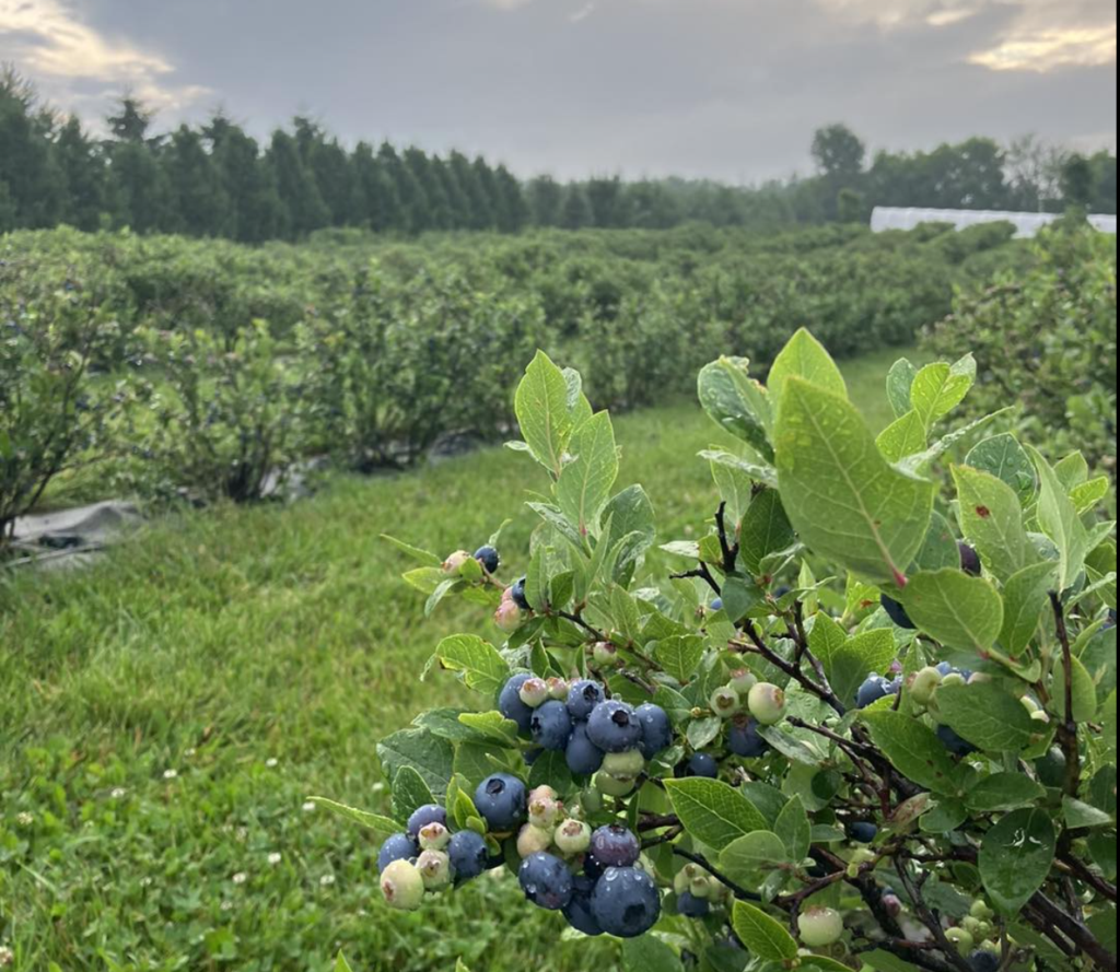 berry picking