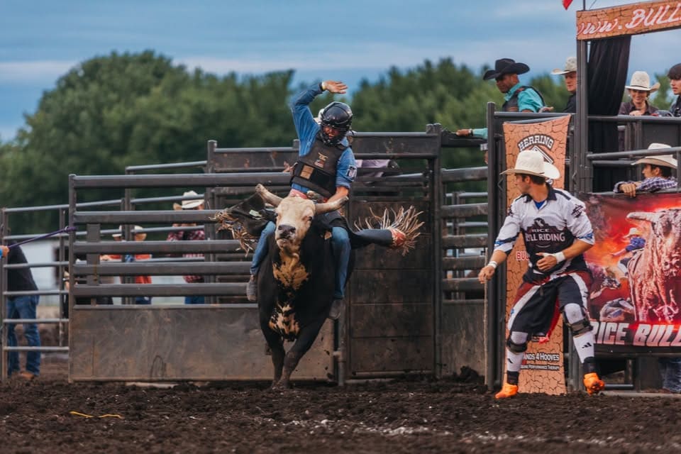 bulls