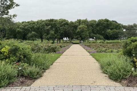 Lyndale Rose Garden | Photo by Twin Cities