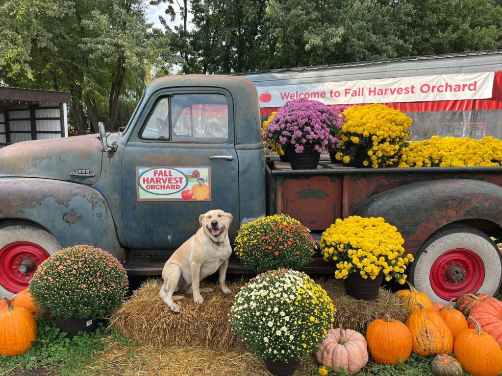 apple orchards