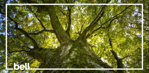 Spotlight Science: Climate Action and YOU! | Bell Museum