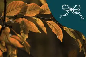 Twin Cities November Events