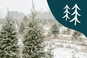 Christmas Tree Farms