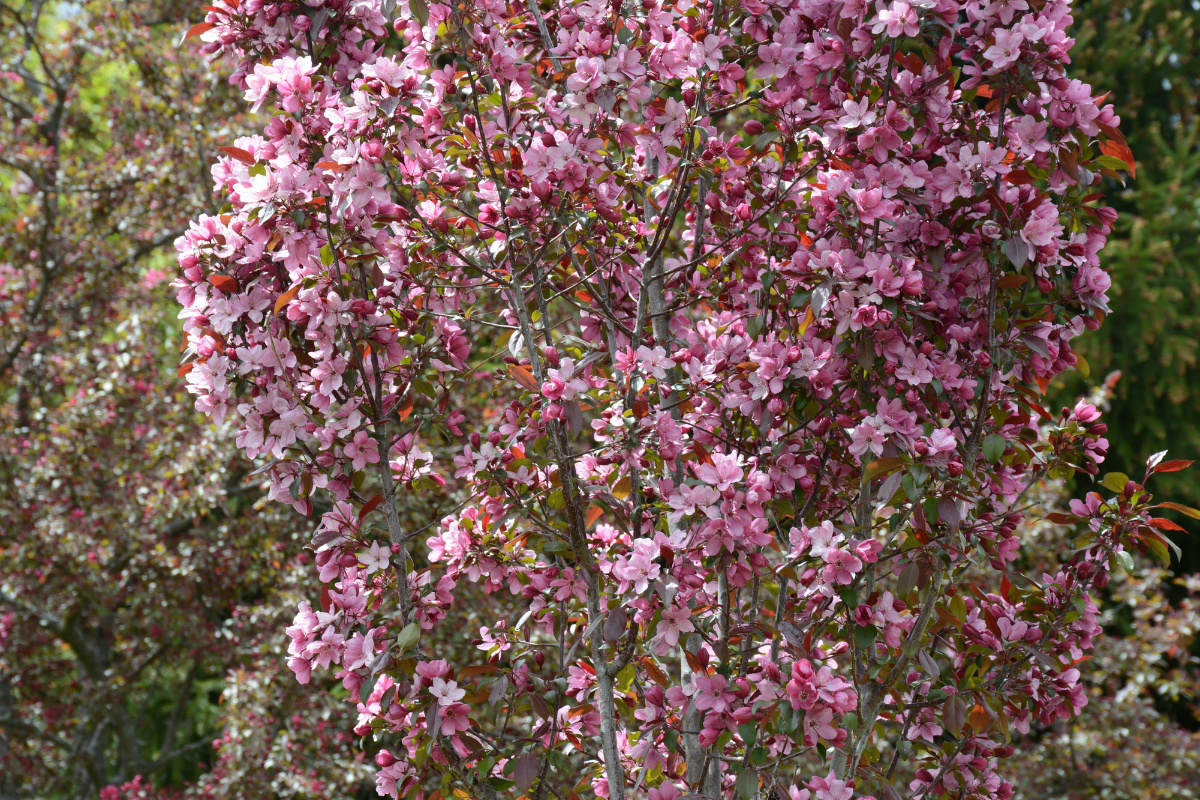spring festivals