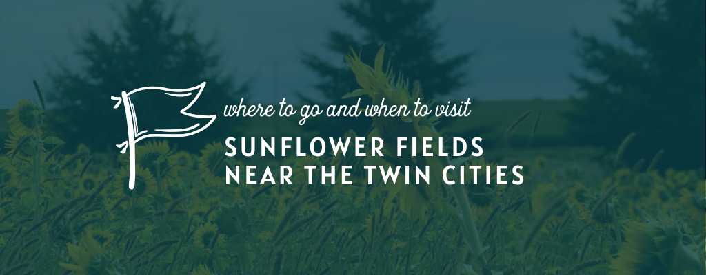 sunflower fields