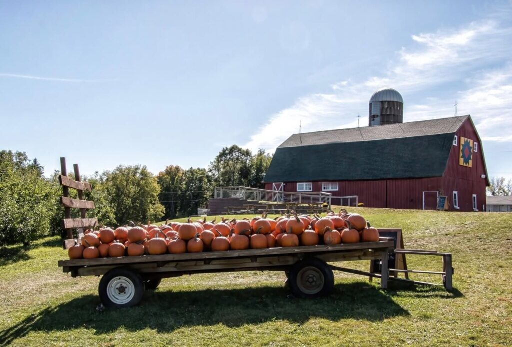 pumpkin patches