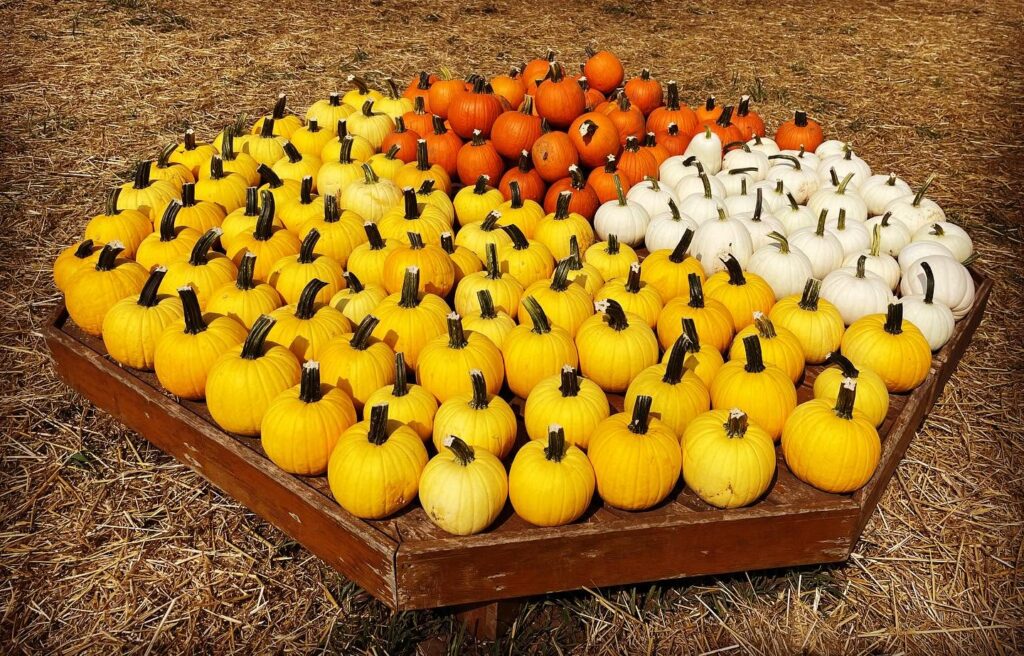 pumpkin patches