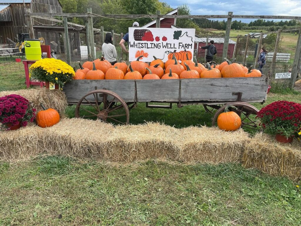 pumpkin patches