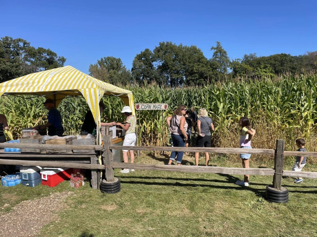 corn maze