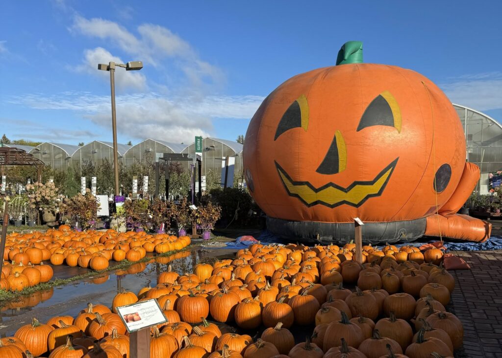 pumpkin patches