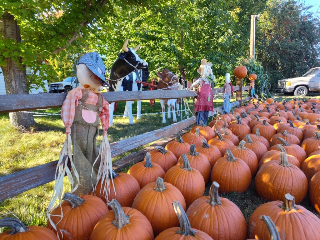 pumpkin patches