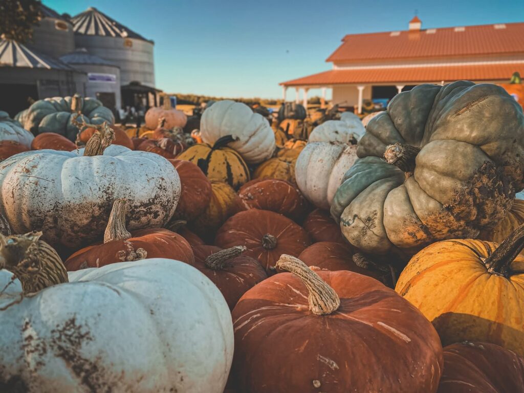 pumpkin patches