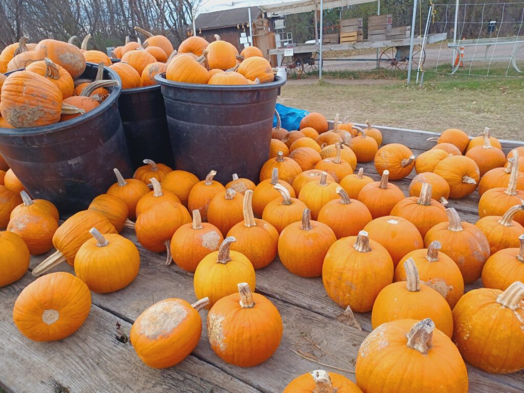 pumpkin patches