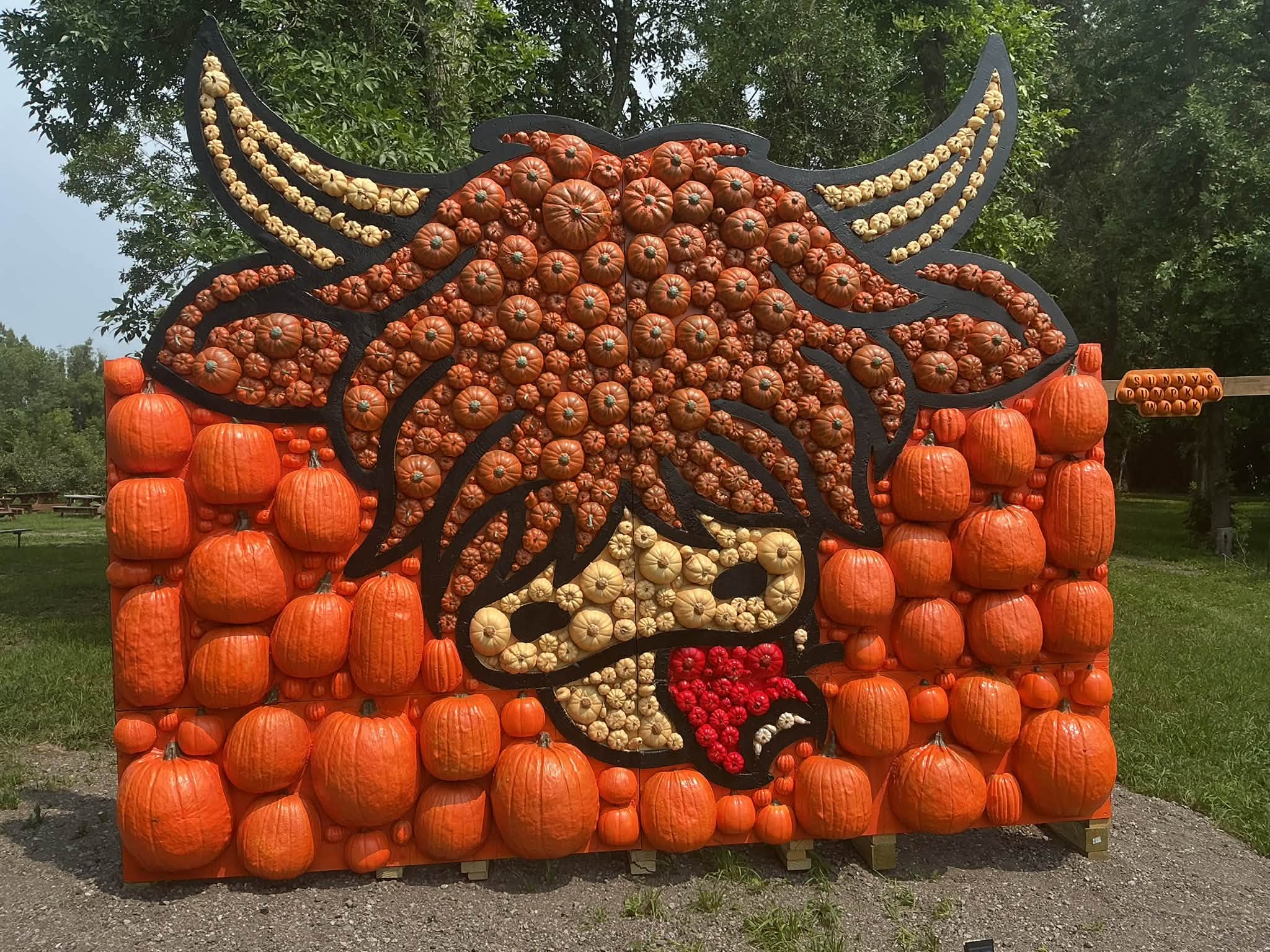 pumpkin patch