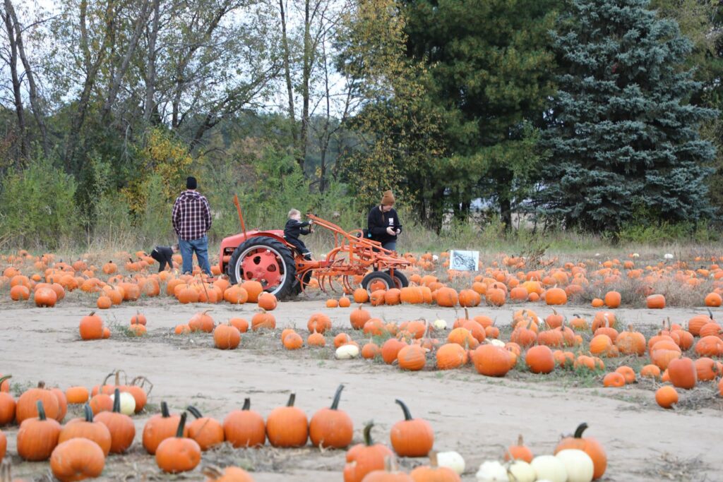 pumpkin patches