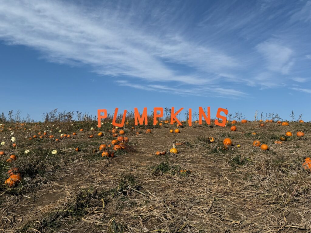pumpkin patches
