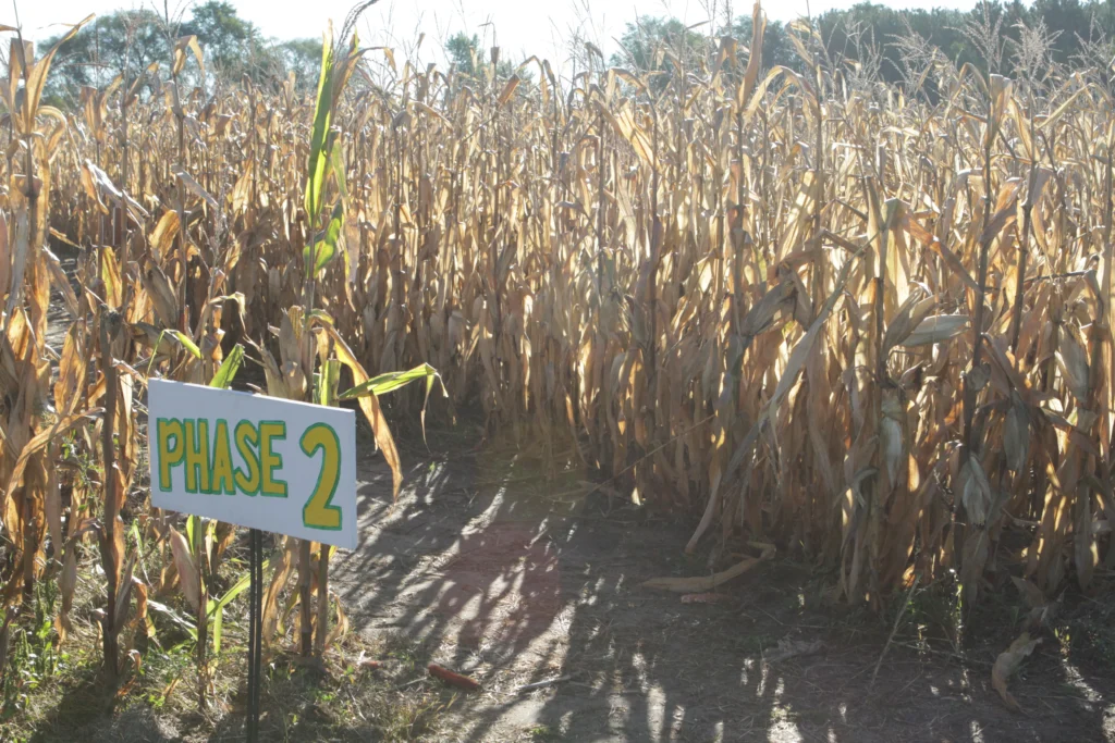 corn maze
